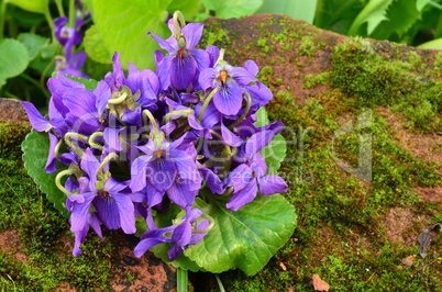 Bouquet of fragrant violets