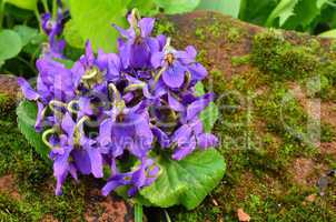 Bouquet of fragrant violets