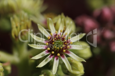 Sempervivum-Blume