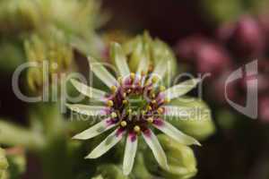 Sempervivum-Blume