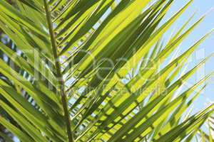 Palm leaf