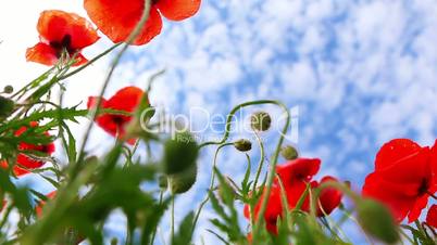 Red Poppies on Background with Blue Sky
