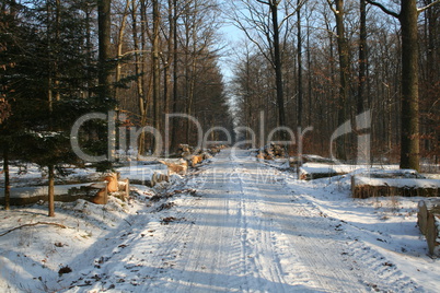 Winter Forest