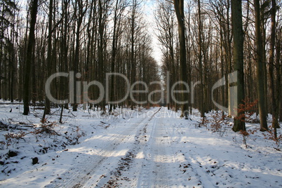 Winter Forest