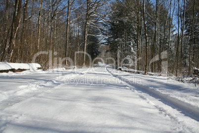 Winter Forest