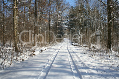 Winter Forest