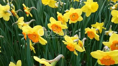 Yellow daffodils with red flower in middle, video