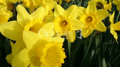 Yellow daffodils with yellow flower in middle, video