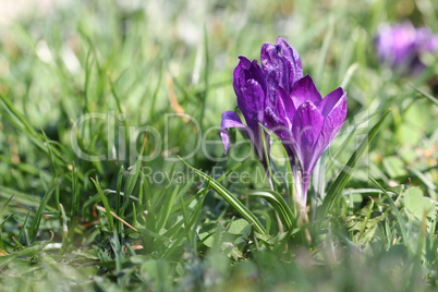 Crocuses