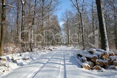 Winter Forest