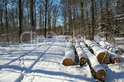 Winter Forest