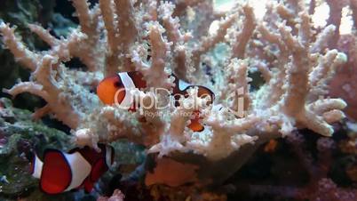 Two Clownfish playing in water to coral, hd video
