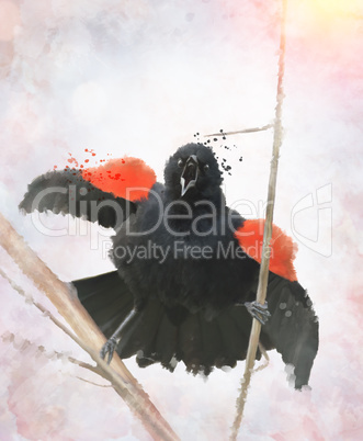 Red Winged Blackbird Watercolor