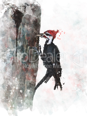 Pileated Woodpecker Watercolor