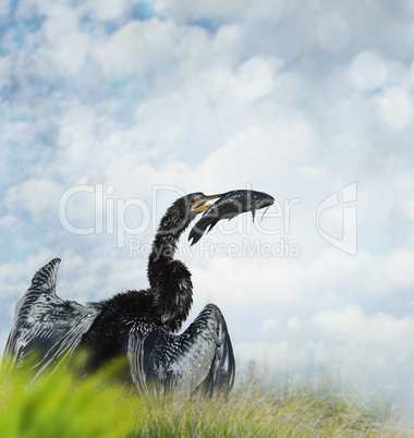 Anhinga Fishing