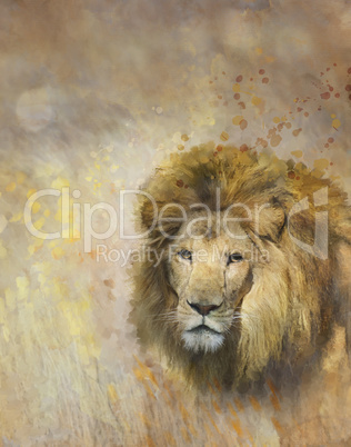 African Lion Portrait
