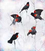 Red Winged Blackbirds