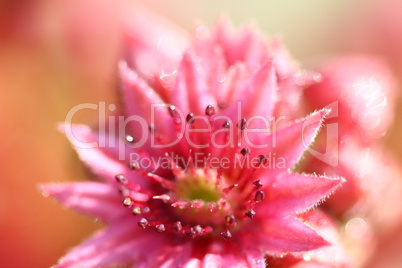 Sempervivum-Blume