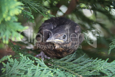 Nestling fledgling sitting in the bushes