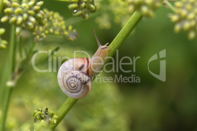 Snail