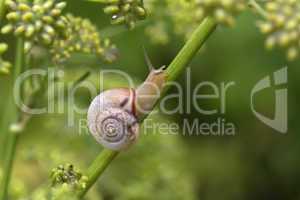 Snail