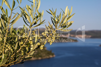 Blossoming olive tree