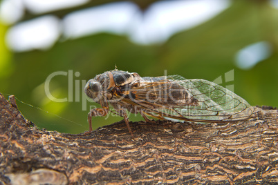 Cicada