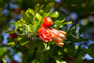 Pomegranate flower in the garden