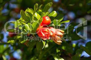 Pomegranate flower in the garden