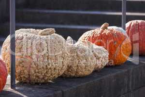 Warzenkürbis Cucurbita Maxima pumpkin pumpkins from autumn harv