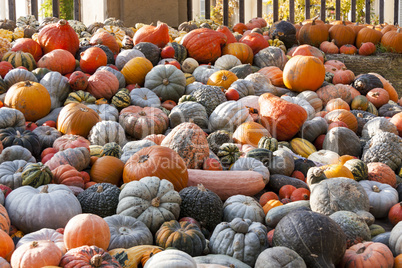 Different maxima and pepo cucurbita pumpkin pumpkins from autumn