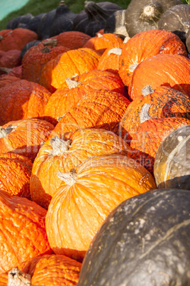 Halloween big Halloween cucurbita pumpkin pumpkins from autumn h