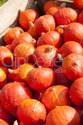 red roter Hokkaido cucurbita pumpkin pumpkins from autumn harves