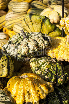 Warted Patission cucurbita pumpkin pumpkins from autumn harvest