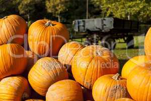 Halloween big Halloween cucurbita pumpkin pumpkins from autumn h