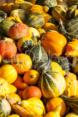 decoration mini pumpkin cucurbita pumpkin pumpkins from autumn h