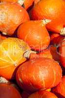 red roter Hokkaido cucurbita pumpkin pumpkins from autumn harves