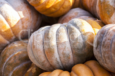 Muscade de Provence cucurbita pumpkin pumpkins from autumn harve