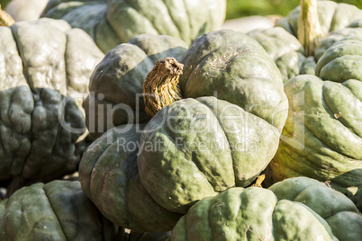 Triamble Tristar cucurbita pumpkin pumpkins from autumn harvest