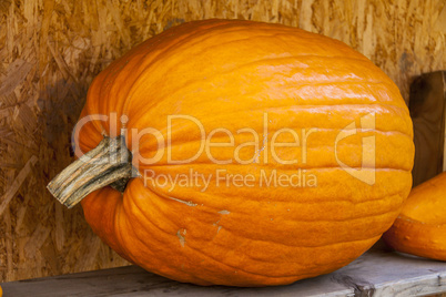 Halloween big Halloween cucurbita pumpkin pumpkins from autumn h