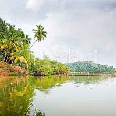 Tropical jungle on the lake