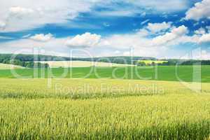 Wheat field and blue sky