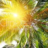 sunlight through the leaves of palm trees