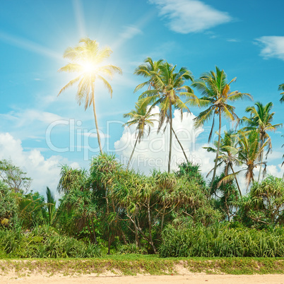 Coconut palms lit bright sun