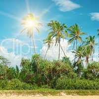 Coconut palms lit bright sun