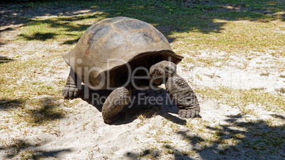 turtle on curieuse island