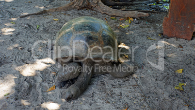 turtle on curieuse island