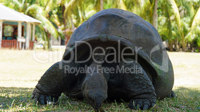 turtle on curieuse island