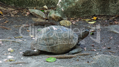 turtle on curieuse island