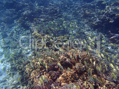 seychelles snorkeling